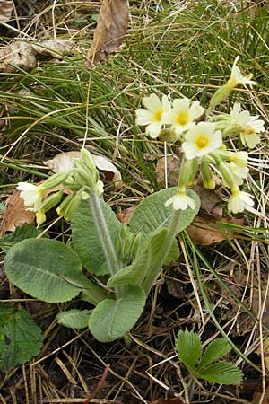 Primula elatior \ Hohe Schlsselblume, Wald-Primel / Ox-lip, D Rottenburg 31.3.2012