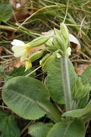 Primula elatior \ Hohe Schlsselblume, Wald-Primel / Ox-lip, D Rottenburg 31.3.2012