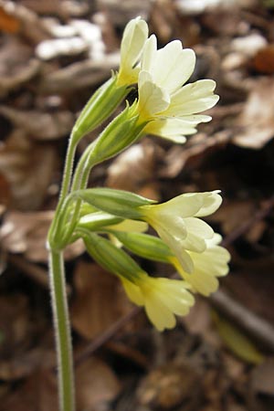 Primula elatior \ Hohe Schlsselblume, Wald-Primel / Ox-lip, D Rottenburg 31.3.2012