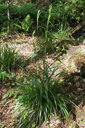 Poa chaixii \ Berg-Rispengras, Wald-Rispengras / Forest Blue Grass, D Vogelsberg, Ulrichstein 30.5.2012