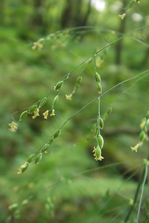 Poa remota \ Entfernthriges Rispengras, Lockerbltiges Rispengras / Large Meadow Grass, D Vogelsberg, Ulrichstein 30.5.2012