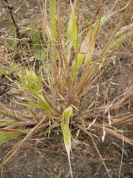 Panicum barbipulvinatum \ Ufer-Rispen-Hirse / Riparian Millet, D Flörsheim am Main 15.9.2012