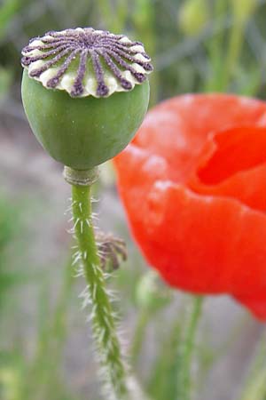 Papaver rhoeas \ Klatsch-Mohn / Common Poppy, D Mannheim 5.6.2013
