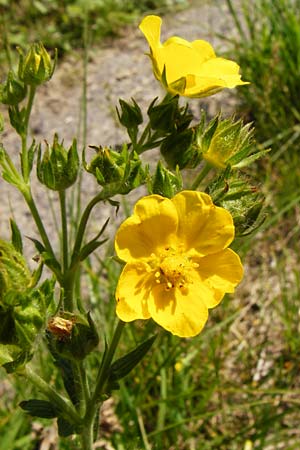 Potentilla recta \ Aufrechtes Fingerkraut, Hohes Fingerkraut / Sulphur Cinquefoil, D Weinheim an der Bergstraße 1.6.2014