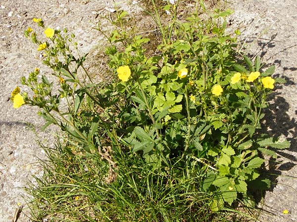 Potentilla recta \ Aufrechtes Fingerkraut, Hohes Fingerkraut / Sulphur Cinquefoil, D Weinheim an der Bergstraße 1.6.2014