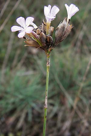 Petrorhagia prolifera \ Sprossende Felsennelke, Sprossendes Nelkenkpfchen / Proliferous Pink, D Mannheim 23.9.2014