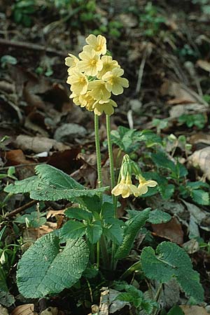 Primula elatior, Hohe Schlüsselblume, Wald-Primel Primula elatior, Hohe Schlüsselblume, Wald-Primel