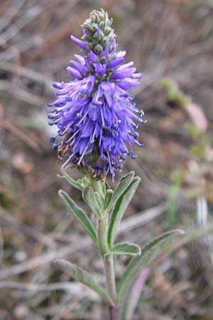 Veronica spicata \ hriger Blauweiderich, hriger Ehrenpreis / Spiked Speedwell, D Rheinhessen, Wonsheim 2.9.2008