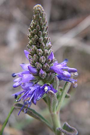 Veronica spicata \ hriger Blauweiderich, hriger Ehrenpreis / Spiked Speedwell, D Rheinhessen, Wonsheim 2.9.2008