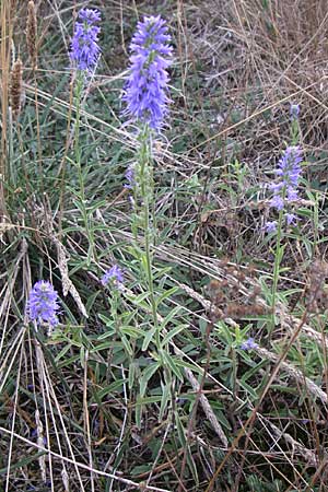 Veronica spicata \ hriger Blauweiderich, hriger Ehrenpreis / Spiked Speedwell, D Rheinhessen, Wonsheim 2.9.2008