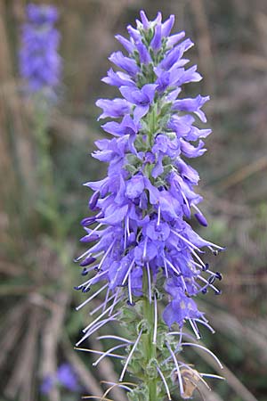Veronica spicata \ hriger Blauweiderich, hriger Ehrenpreis / Spiked Speedwell, D Rheinhessen, Wonsheim 2.9.2008