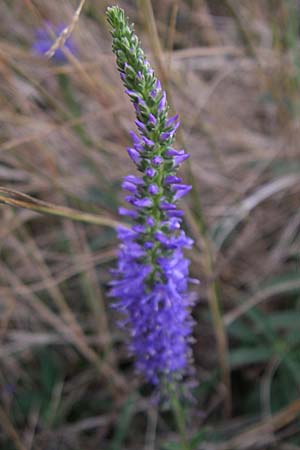 Veronica spicata \ hriger Blauweiderich, hriger Ehrenpreis / Spiked Speedwell, D Rheinhessen, Wonsheim 2.9.2008