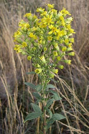 Solidago virgaurea \ Gewhnliche Goldrute, Echte Goldrute / Goldenrod, D Rheinhessen, Wonsheim 2.9.2008