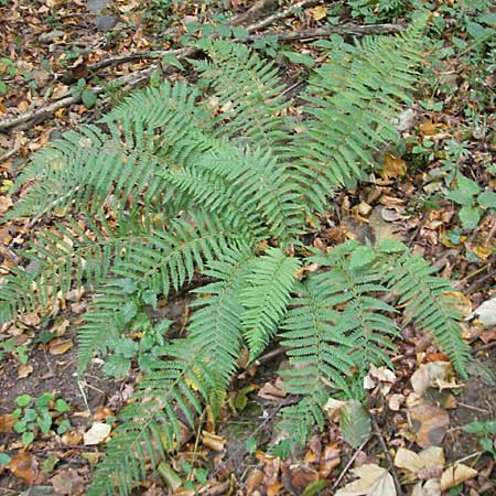 Polystichum setiferum \ Borstiger Schildfarn / Soft Shield Fern, D Zwingenberg an der Bergstraße 14.9.2009