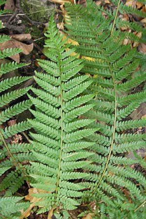 Polystichum setiferum \ Borstiger Schildfarn / Soft Shield Fern, D Zwingenberg an der Bergstraße 14.9.2009
