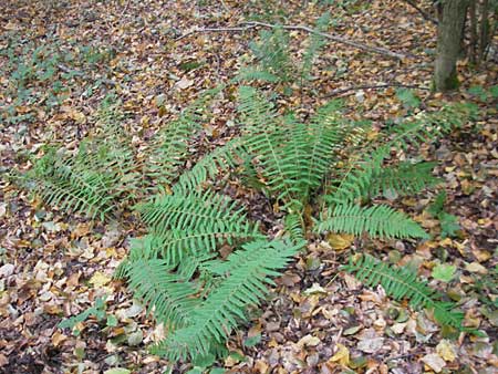 Polystichum setiferum \ Borstiger Schildfarn / Soft Shield Fern, D Zwingenberg an der Bergstraße 14.9.2009