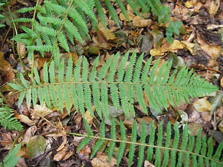 Polystichum setiferum \ Borstiger Schildfarn / Soft Shield Fern, D Zwingenberg an der Bergstraße 14.9.2009