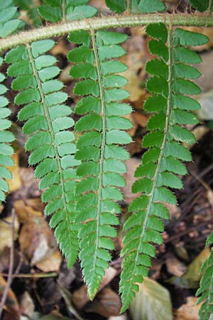 Polystichum setiferum \ Borstiger Schildfarn / Soft Shield Fern, D Zwingenberg an der Bergstraße 14.9.2009
