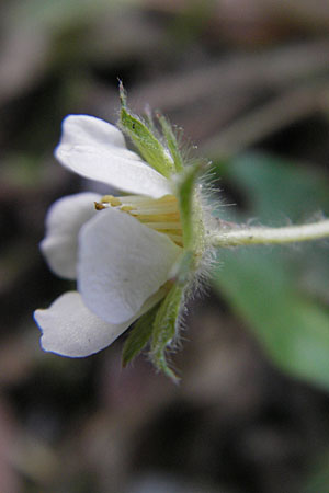 Potentilla sterilis \ Erdbeer-Fingerkraut / Barren Strawberry, D Hirschhorn 7.4.2010