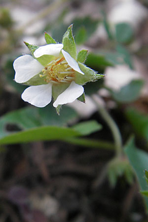 Potentilla sterilis \ Erdbeer-Fingerkraut / Barren Strawberry, D Hirschhorn 7.4.2010