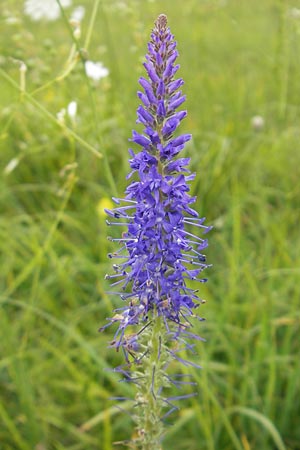 Veronica spicata \ hriger Blauweiderich, hriger Ehrenpreis / Spiked Speedwell, D Eching 30.7.2011