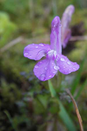 Pedicularis sylvatica \ Wald-Lusekraut / Common Louseport, D Schwarzwald/Black-Forest, Enzklösterle 28.7.2012
