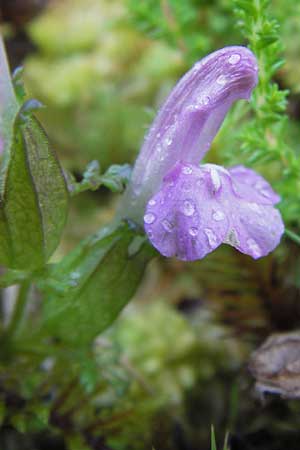 Pedicularis sylvatica \ Wald-Lusekraut / Common Louseport, D Schwarzwald/Black-Forest, Enzklösterle 28.7.2012