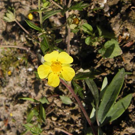 Potentilla schultzii \ Schultz' Hgel-Fingerkraut, D Theisbergstegen 8.6.2013