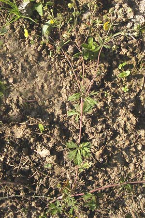Potentilla schultzii \ Schultz' Hgel-Fingerkraut, D Theisbergstegen 8.6.2013