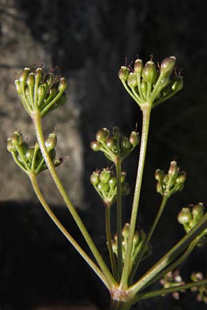 Pimpinella saxifraga \ Kleine Bibernelle / Burnet Saxifrage, D Rhön, Milseburg 27.7.2013