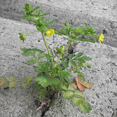 Potentilla supina \ Niedriges Fingerkraut / Carpet Cinquefoil, D Mannheim 19.8.2013