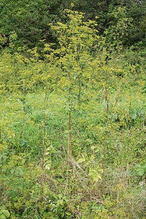 Pastinaca sativa \ Pastinak / Parsnip, D Aichtal 31.8.2013