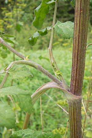 Pastinaca sativa \ Pastinak / Parsnip, D Aichtal 31.8.2013