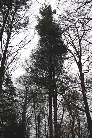 Pinus strobus \ Weymouths-Kiefer, Wei-Kiefer / Eastern White Pine, D Heidelberg 15.3.2014
