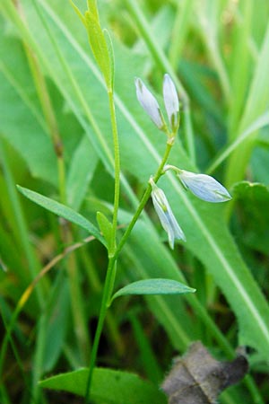 Polygala serpyllifolia \ Quendel-Kreuzblume, Quendel-Kreuzblmchen / Heath Milkwort, D Odenwald, Neckarsteinach-Darsberg 5.6.2014