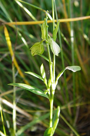Polygala serpyllifolia \ Quendel-Kreuzblume, Quendel-Kreuzblmchen / Heath Milkwort, D Odenwald, Neckarsteinach-Darsberg 5.6.2014