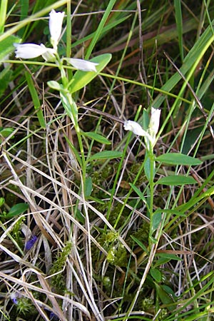 Polygala serpyllifolia \ Quendel-Kreuzblume, Quendel-Kreuzblmchen / Heath Milkwort, D Odenwald, Neckarsteinach-Darsberg 5.6.2014