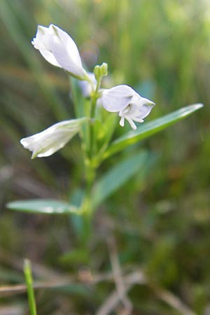 Polygala serpyllifolia \ Quendel-Kreuzblume, Quendel-Kreuzblmchen / Heath Milkwort, D Odenwald, Neckarsteinach-Darsberg 5.6.2014