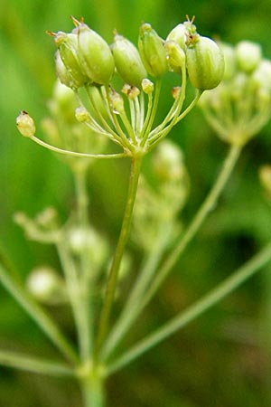 Pimpinella saxifraga \ Kleine Bibernelle / Burnet Saxifrage, D Odenwald, Brandau 30.7.2014
