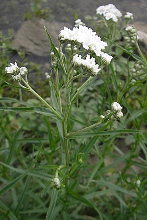 Achillea ptarmica agg. \ Sumpf-Schafgarbe / Sneezewort, D Mannheim 19.6.2009