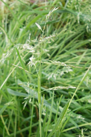 Poa trivialis \ Gewhnliches Rispengras / Rough Blue Grass, D Wörth (Landkreis Erding) 6.5.2012