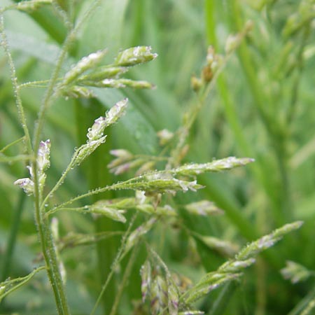 Poa trivialis \ Gewhnliches Rispengras / Rough Blue Grass, D Wörth (Landkreis Erding) 6.5.2012
