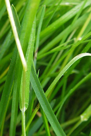 Poa trivialis \ Gewhnliches Rispengras / Rough Blue Grass, D Wörth (Landkreis Erding) 6.5.2012
