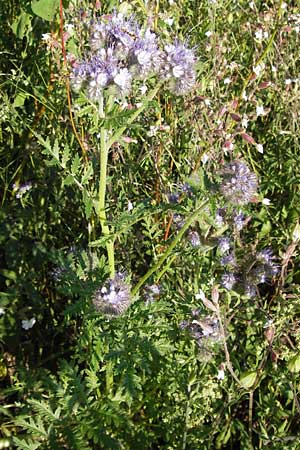 Phacelia tanacetifolia \ Bschelschn, Bienenfreund / Phacelia, D Mannheim 24.7.2012