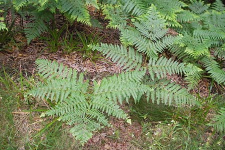 Pteridium pinetorum \ Kiefernwald-Adlerfarn, Nrdlicher Adlerfarn / Pinewood Bracken, D Schwarzwald/Black-Forest, Hornisgrinde 31.7.2013