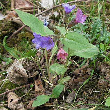 Pulmonaria obscura \ Dunkles Lungenkraut / Suffolk Lungwort, D Bensheim 22.4.2006