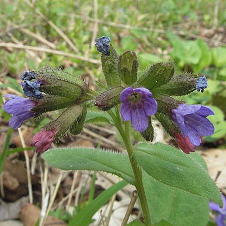 Pulmonaria obscura \ Dunkles Lungenkraut / Suffolk Lungwort, D Weinheim an der Bergstraße 22.4.2006