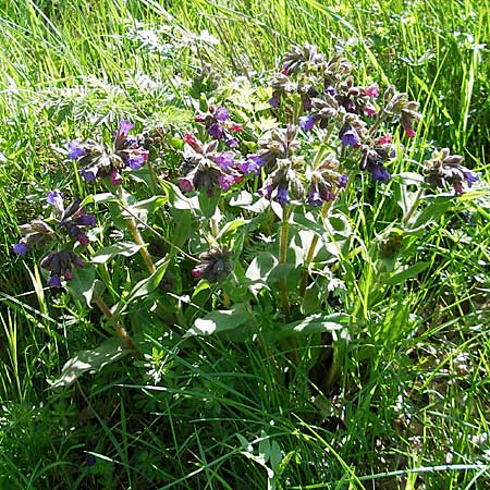 Pulmonaria montana \ Knolliges Lungenkraut / Mountain Lungwort, D Donnersberg 29.4.2006