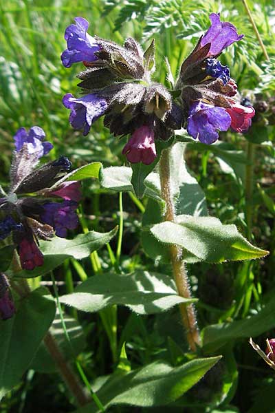 Pulmonaria montana \ Knolliges Lungenkraut / Mountain Lungwort, D Donnersberg 29.4.2006