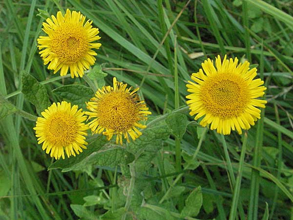 Pulicaria dysenterica \ Groes Flohkraut / Common Fleabane, D Mörfelden 29.7.2006
